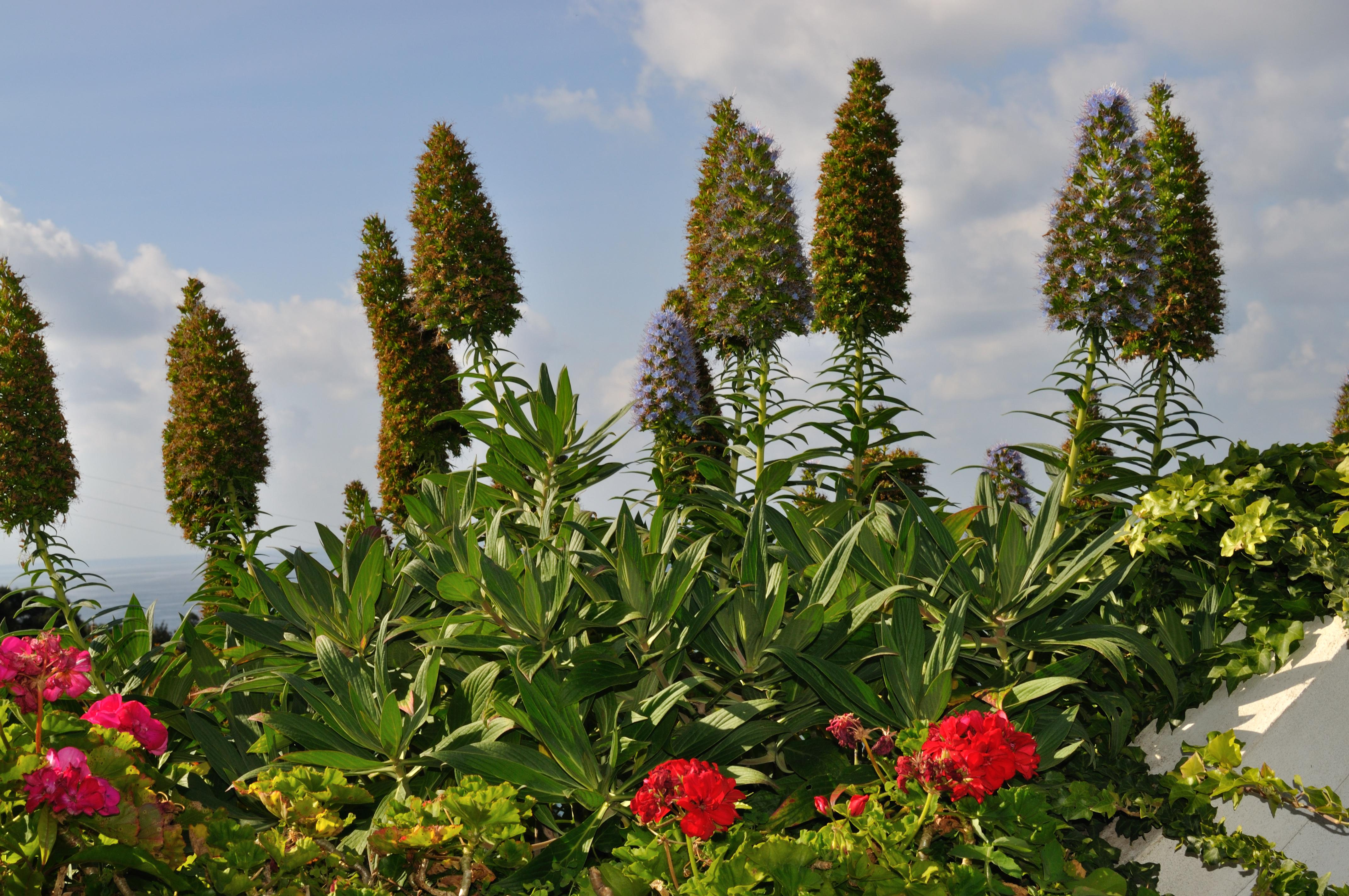 Casas das Hortensias (incl. auto)