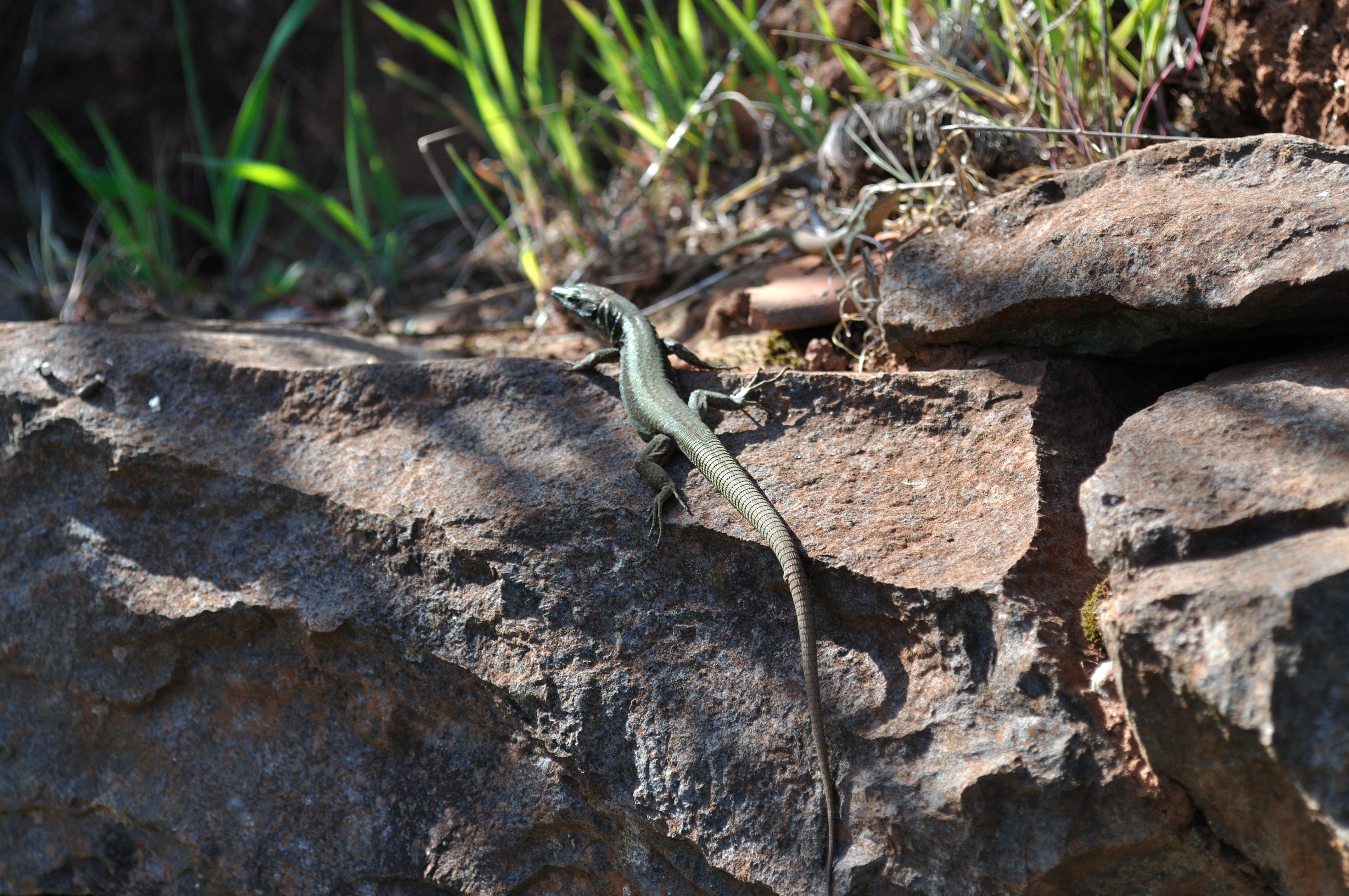 Bungalows Casas Valleparaizo Vale Paraizo (incl. auto)