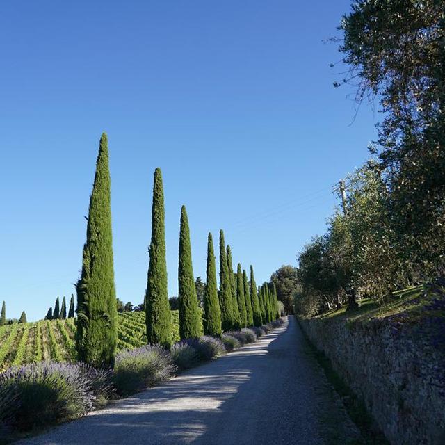 Dievole Wine Resort photo 7