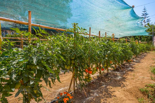 Mooiste zonvakantie Zakynthos ⛱️ 8 Dagen logies ontbijt Mon Repo Secret Suites Hotel