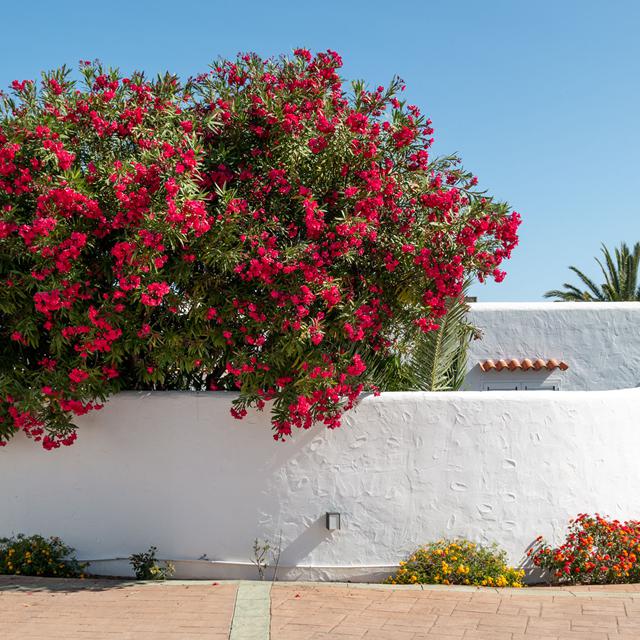 Villas Residencial Bogamari - Ibiza
