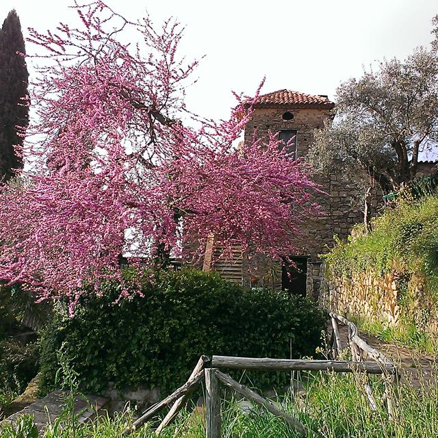 Bijzondere accommodaties Agriturismo Il Vecchio Casale in Vatolla di Perdifumo (Campanië, Italië)